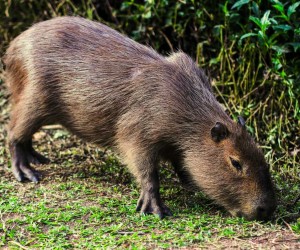 Pesquisa descarta carrapato da febre maculosa na Capital