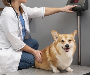 Excesso de peso ameaça saúde dos animais