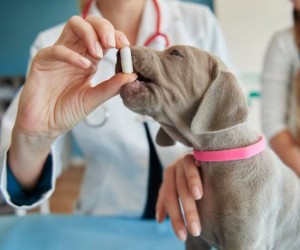 Remédio de gente pode matar pets