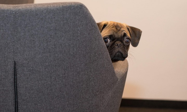 Baleia e Orelha: da ficção à realidade medieval, por Luzia Almeida