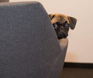 Baleia e Orelha: da ficção à realidade medieval, por Luzia Almeida