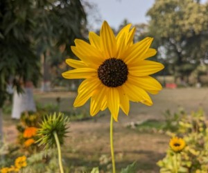 Dez flores resistentes para colorir seu jardim