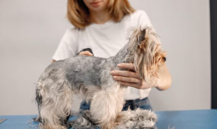 Pelagem revela sinais ocultos em cães e gatos