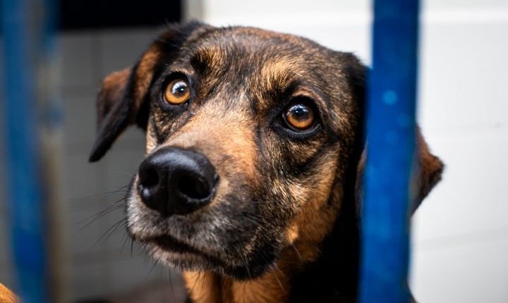 Folia da Dibea busca lares para vidas esquecidas
