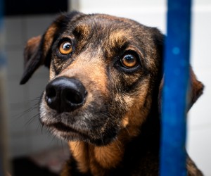 Folia da Dibea busca lares para vidas esquecidas