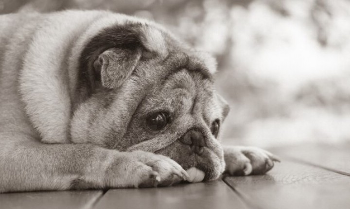 Alzheimer canino exige atenção redobrada