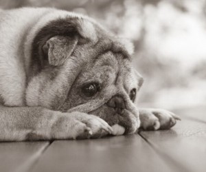 Alzheimer canino exige atenção redobrada