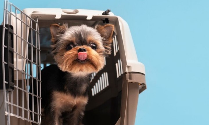 Viagens com pets crescem e geram confusão