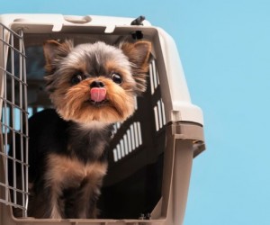 Viagens com pets crescem e geram confusão