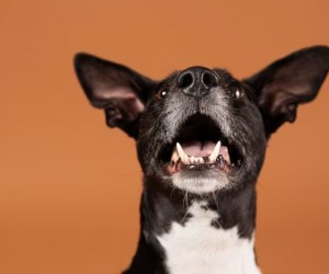 Por que agosto é o “mês de cachorro louco”?