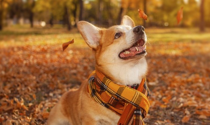 Cada estação traz riscos diferentes aos pets