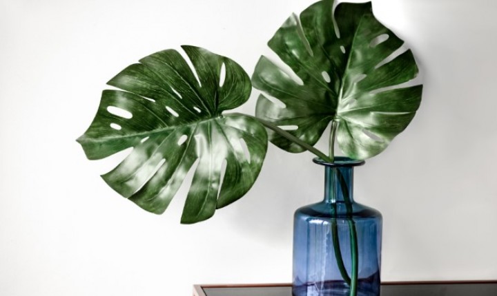 Erros comuns ao escolher plantas para casa