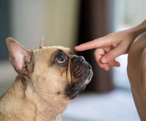 Pets revelam sinais silenciosos de violência doméstica