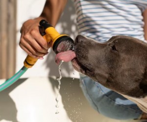 Saiba como manter seu pet ativo nos dias quentes