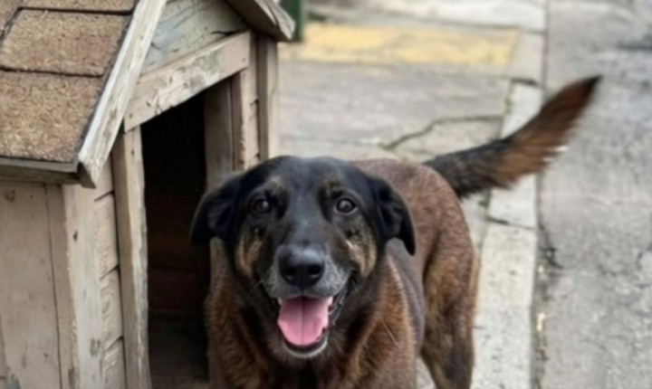 Alesc aprova moção e reacende caso Orelha