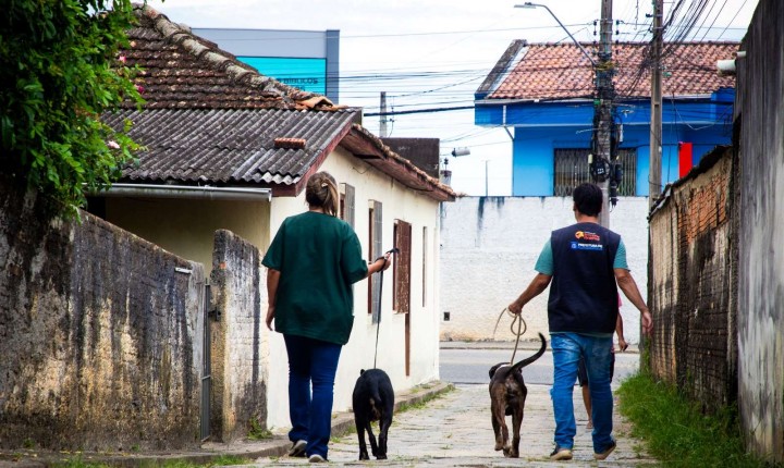 Seis cães são salvos de maus-tratos na Capital