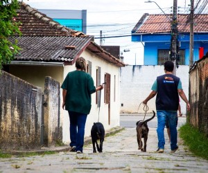 Seis cães são salvos de maus-tratos na Capital