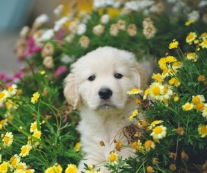 Doenças renais em pets exigem atenção precoce