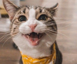 Decifre os sons que seu gato faz