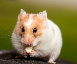Terrário para hamster garante bem-estar e diversão