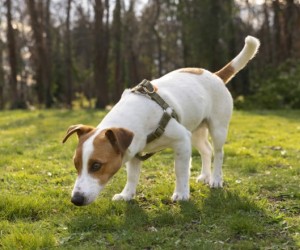 Seu cachorro não obedece? Veja como mudar isso