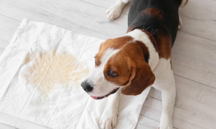 Hematúria em cães pode ter causas tratáveis