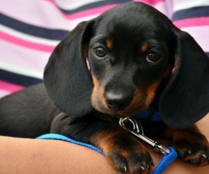 Cães pequenos conquistam espaço nas casas