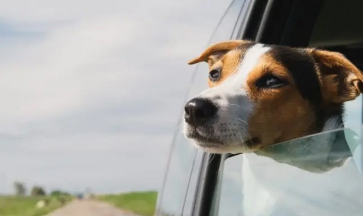 Autonomia do pet ajuda na convivência familiar