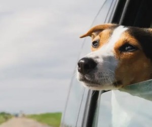 Autonomia do pet ajuda na convivência familiar