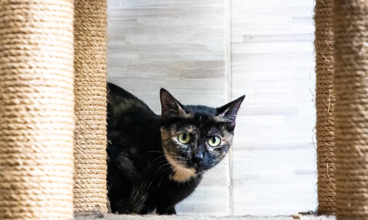 Mutirão gratuito visa saúde e controle de gatos