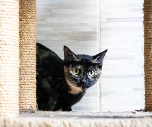 Mutirão gratuito visa saúde e controle de gatos