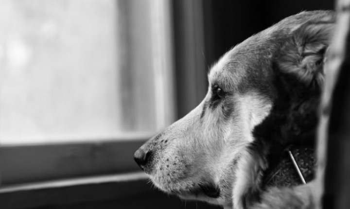 Luto por pets exige mais do que força