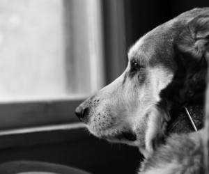 Luto por pets exige mais do que força