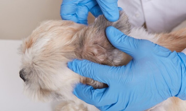 Dermatite atópica cresce e preocupa tutores