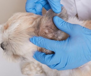 Dermatite atópica cresce e preocupa tutores