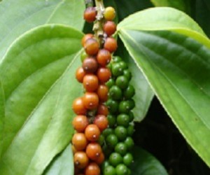 A rainha do meu reino, por André Vasconcelos