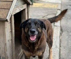 Investigação do caso Orelha ganha novo prazo