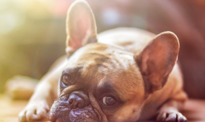 Cães e gatos: alerta para urina alterada