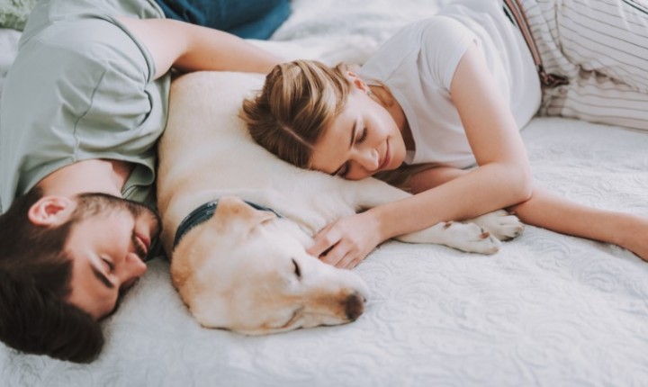 Dormir junto ao pet faz bem?