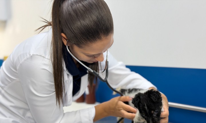 Hospital Veterinário Municipal Cão Orelha é inaugurado 