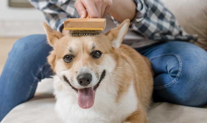 Queda de pelos em pets exige atenção