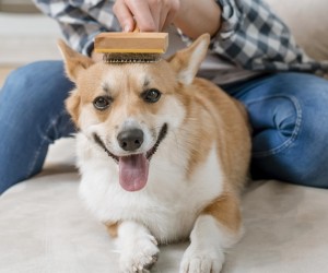 Queda de pelos em pets exige atenção