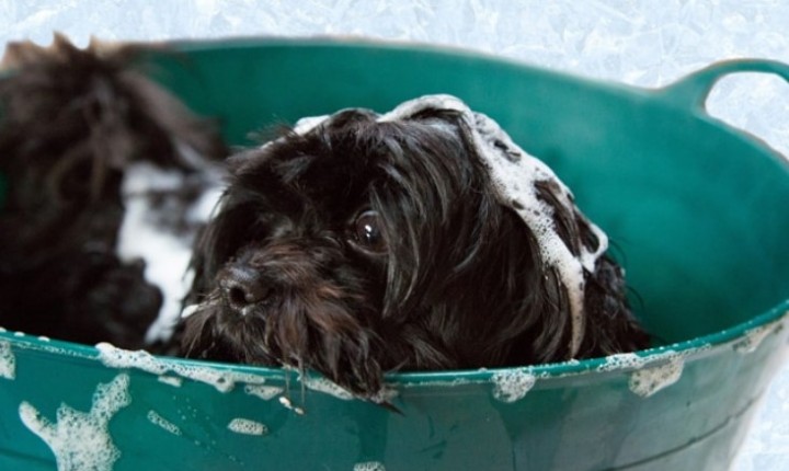 Cachorro com medo de banho? Veja soluções