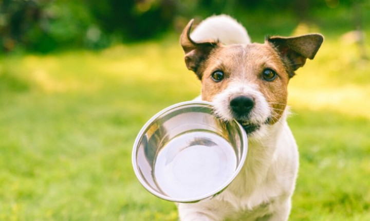 Alimentação natural para cães gera dúvidas crescentes