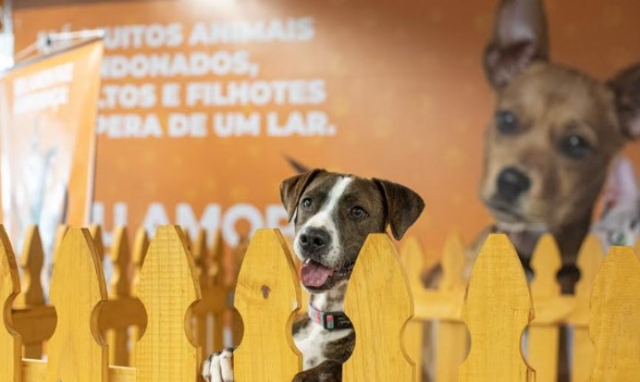 Adoção de cães ganha espaço na Capital