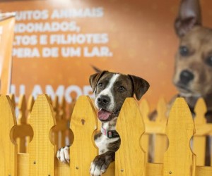 Adoção de cães ganha espaço na Capital