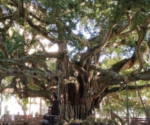 Arborização urbana entra em pauta na capital