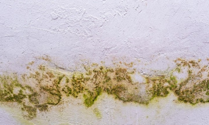 Outono favorece mofo e exige cuidados em casa