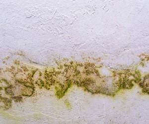 Outono favorece mofo e exige cuidados em casa