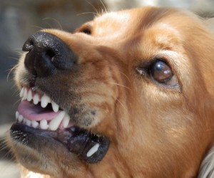 A raiva ainda existe?